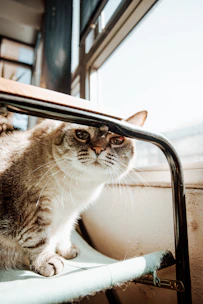 Happy cat wearing a cozy, vibrant outfit sitting by a window with natural light.