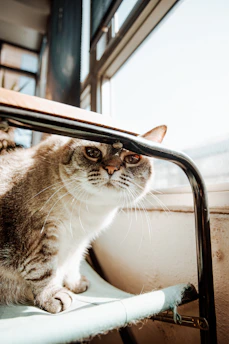 A cheerful cat wearing a bright handmade sweater sitting by a window with sunlight.