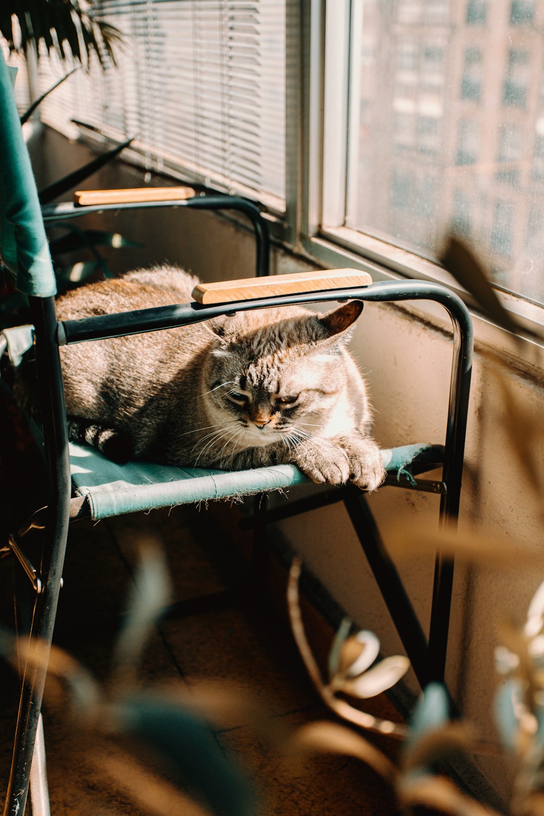 brown tabby cat on blue and gray chair