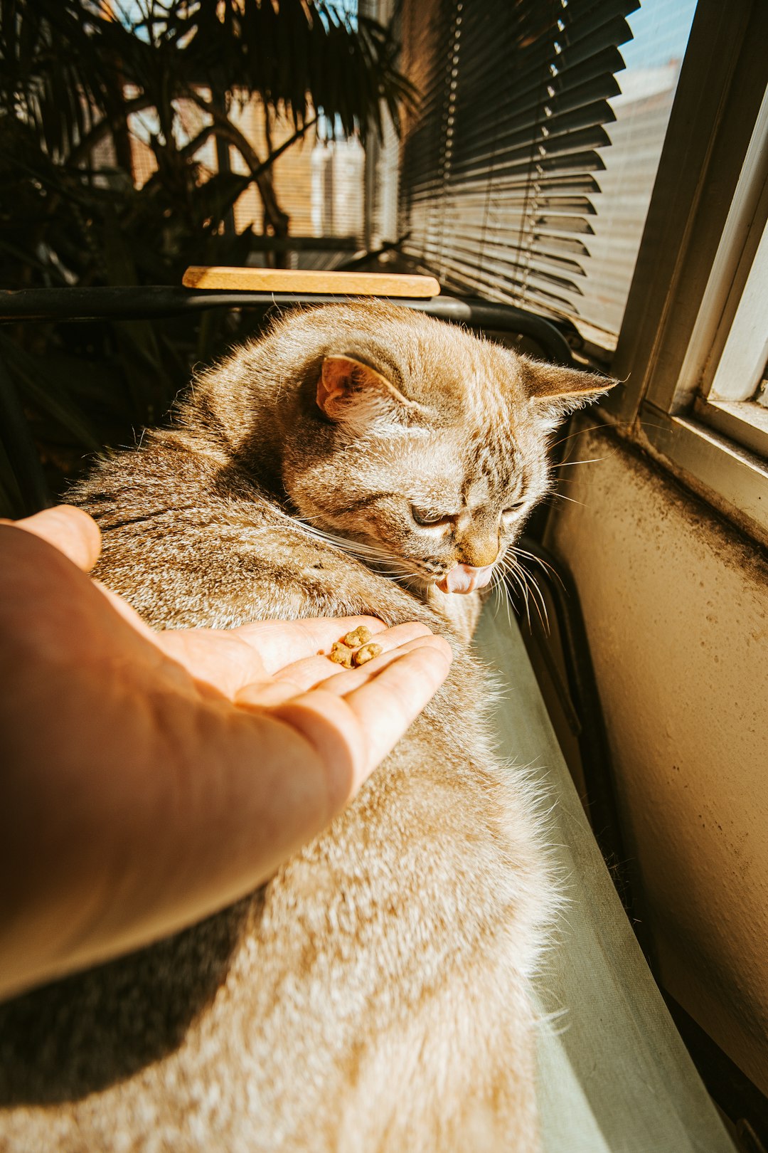 person holding brown tabby cat