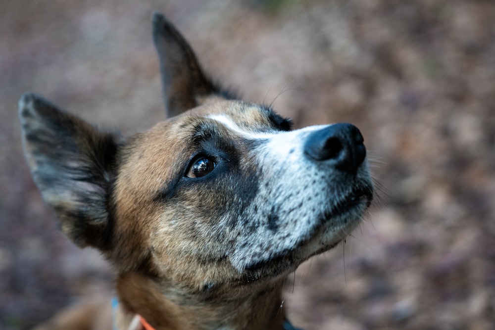 brown and white short coated dog