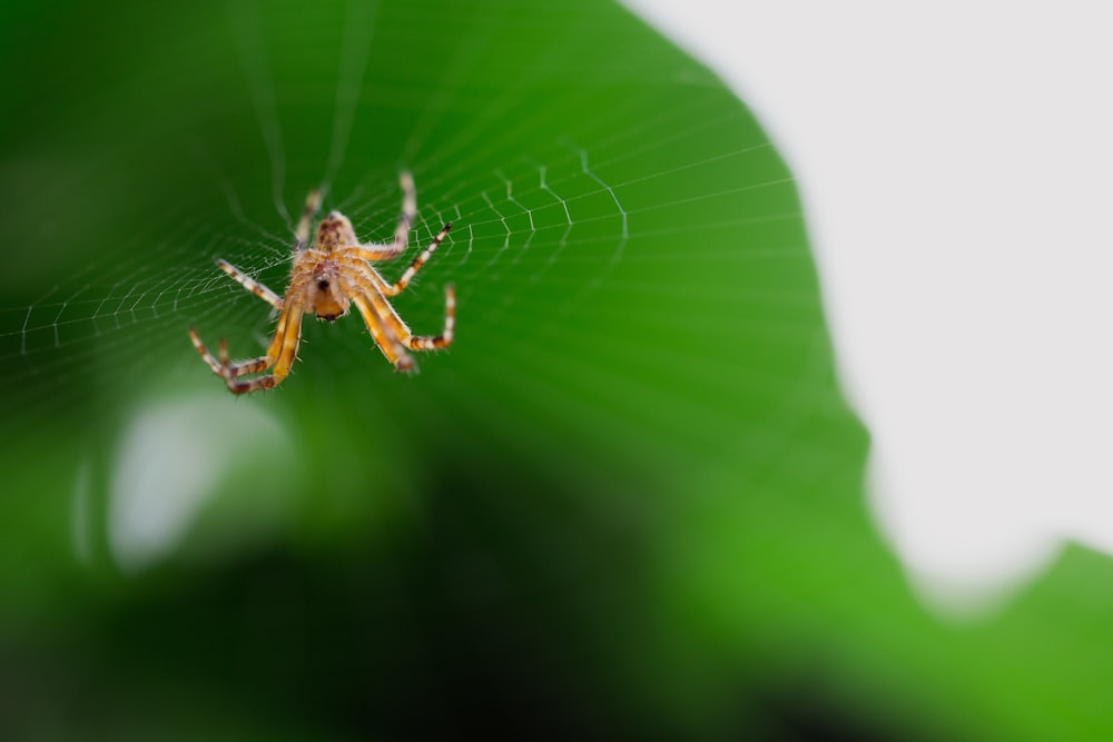 brown spider on green leaf