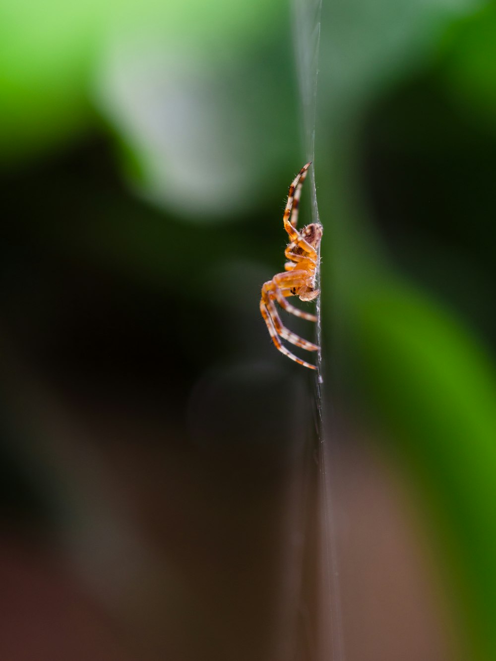 brown and black spider on green leaf