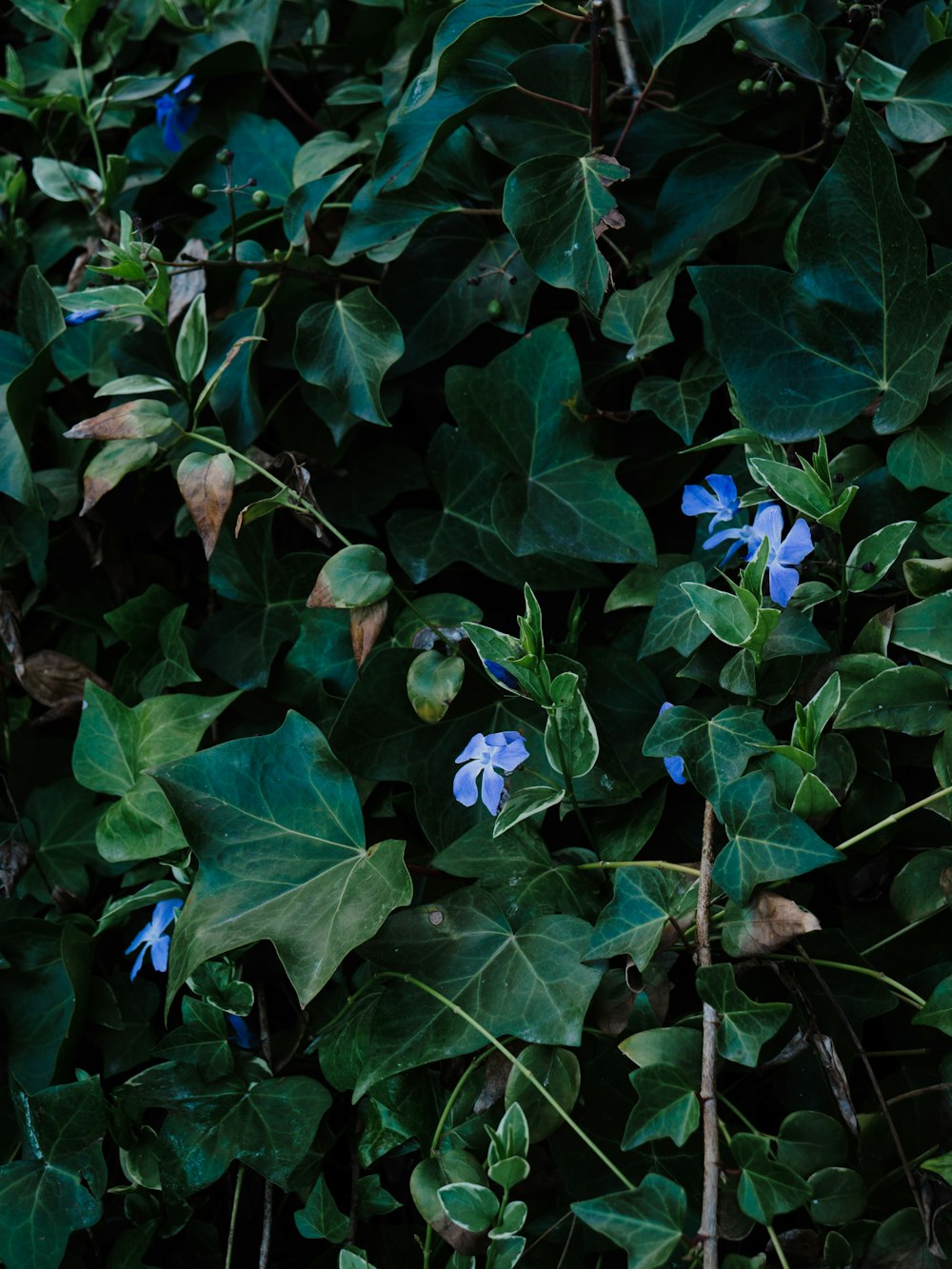 青い花を咲かせる緑の植物