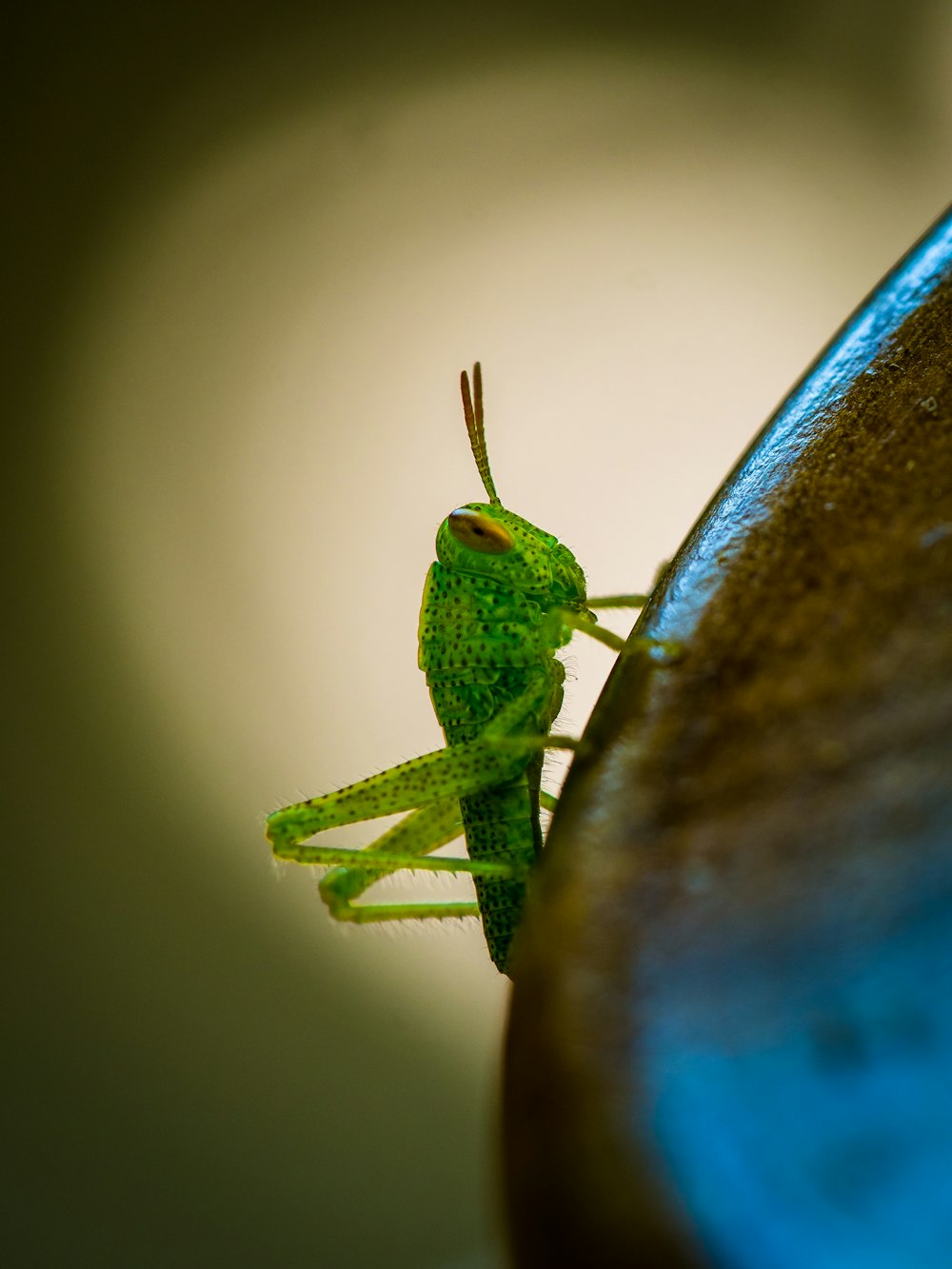 green grasshopper on brown concrete wall