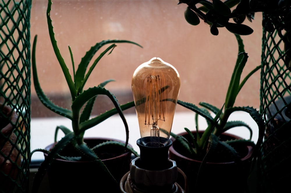 white and black light bulb