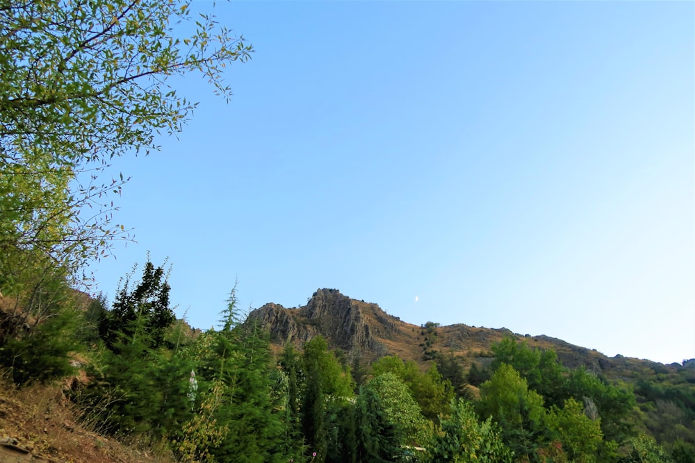 green trees near brown mountain under blue sky during daytime