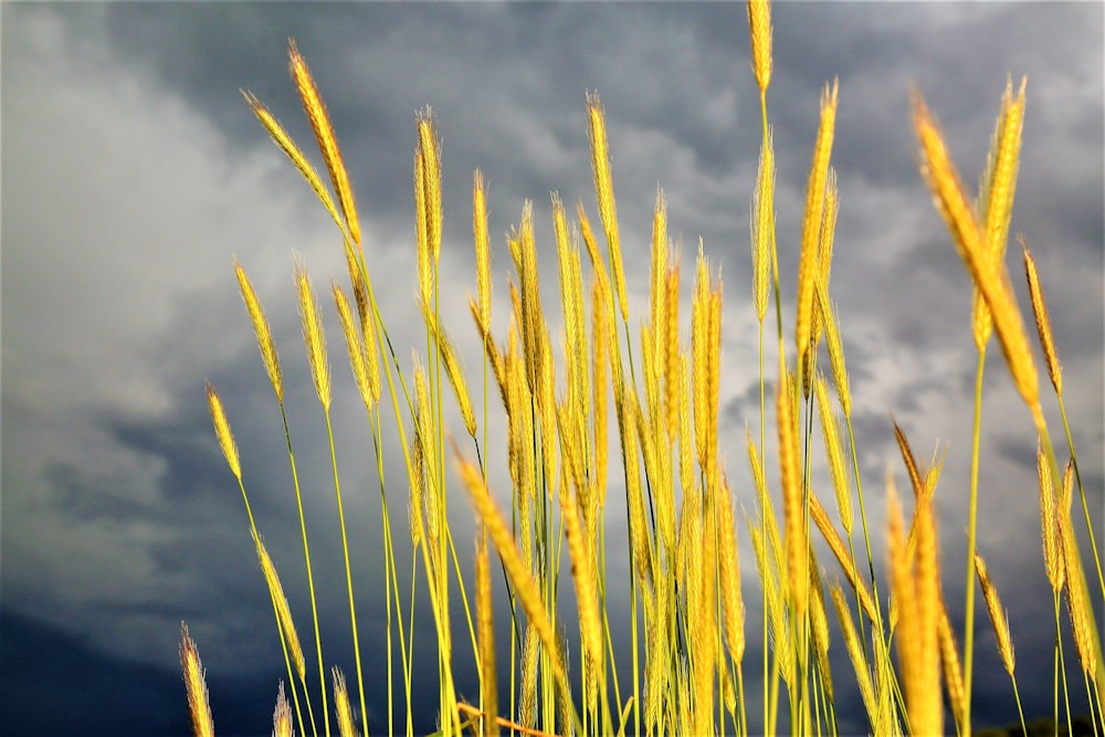 green grass under blue sky during daytime