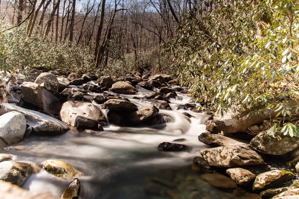 river in the middle of trees