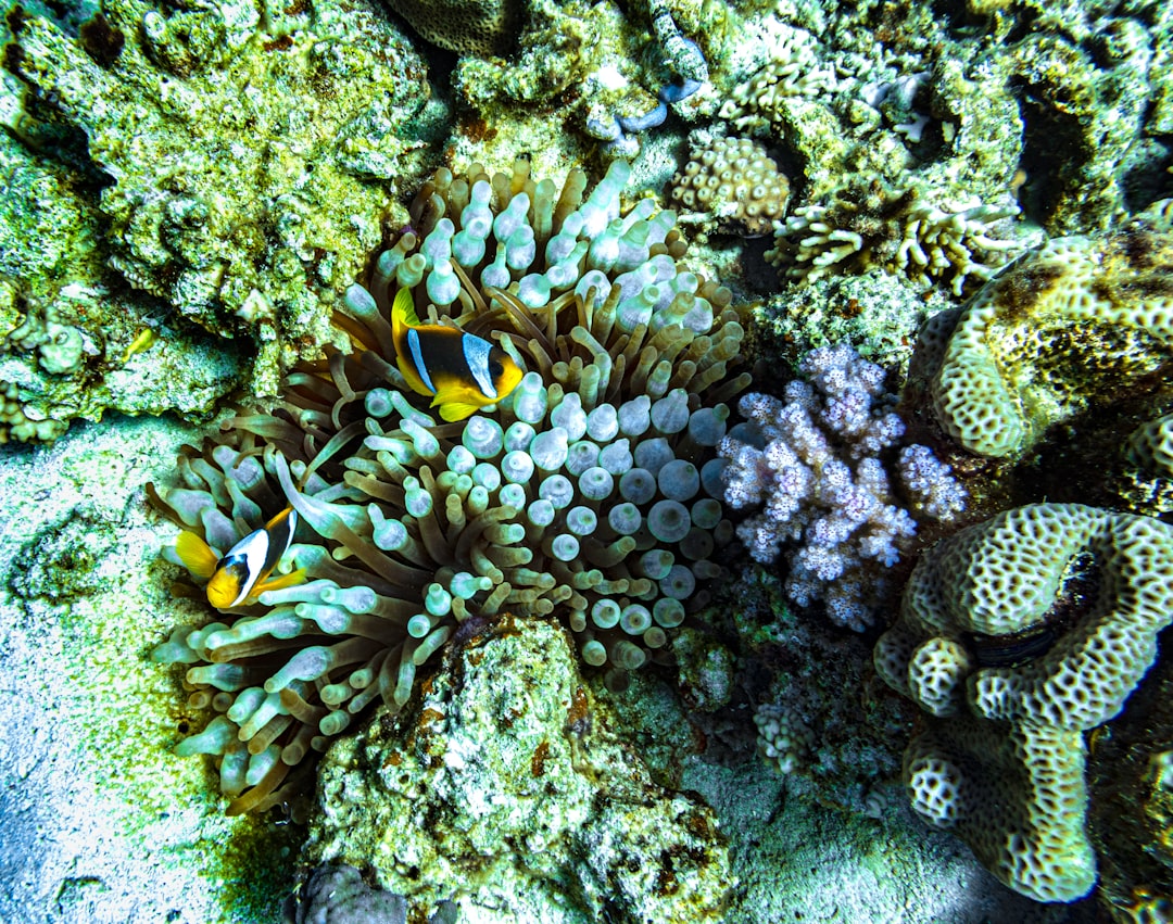 Underwater photo spot Dahab Sharm el-Sheikh