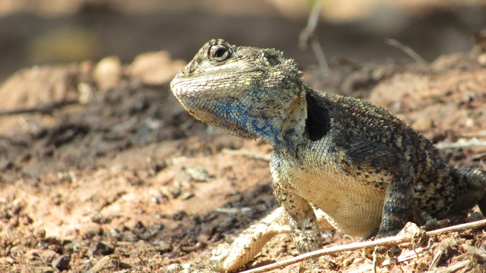brown and blue lizard on brown soil