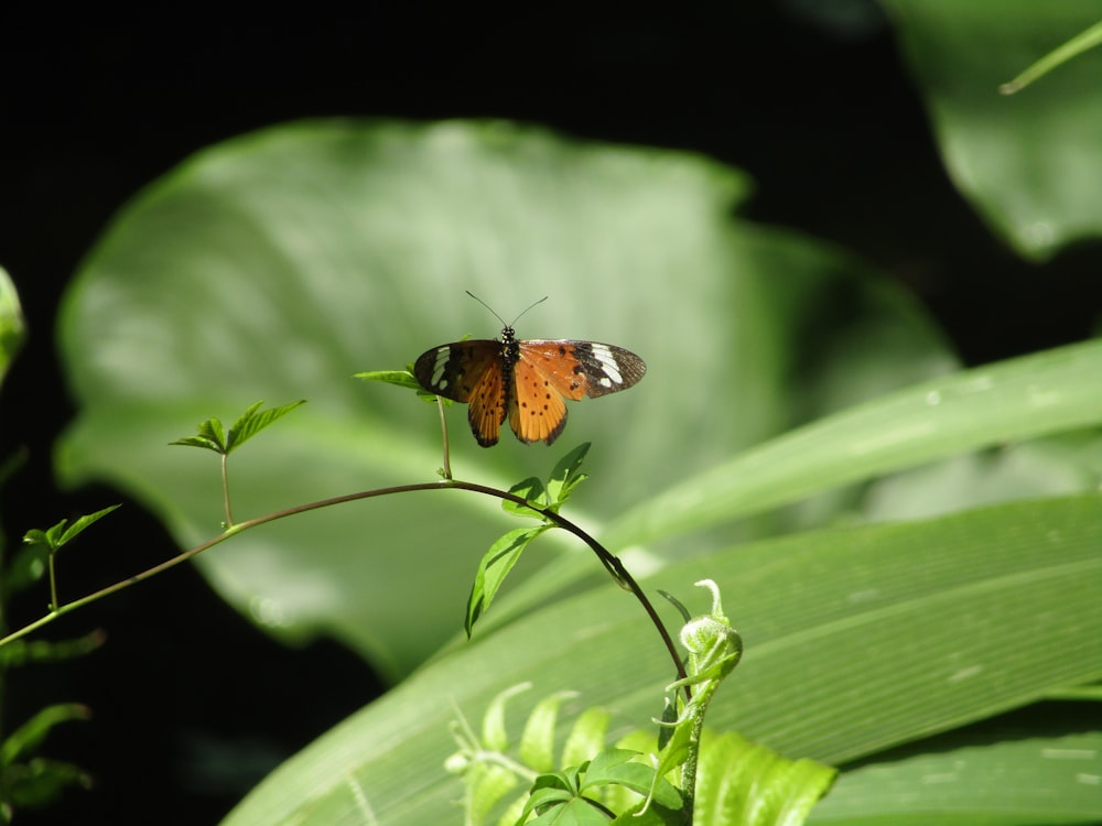 Mariposa marrón y negra en hoja verde