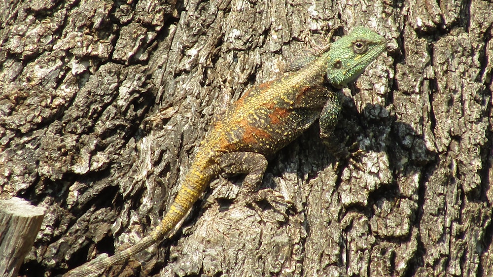 orange and green lizard on brown tree trunk