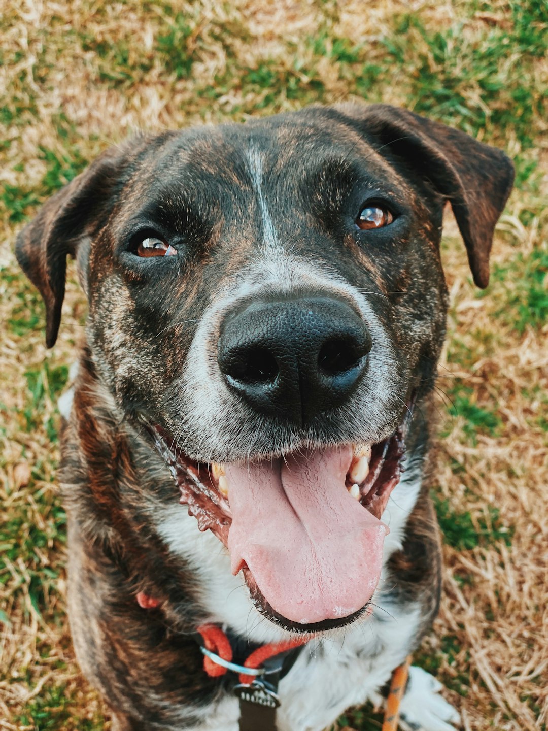 brown and white short coated dog