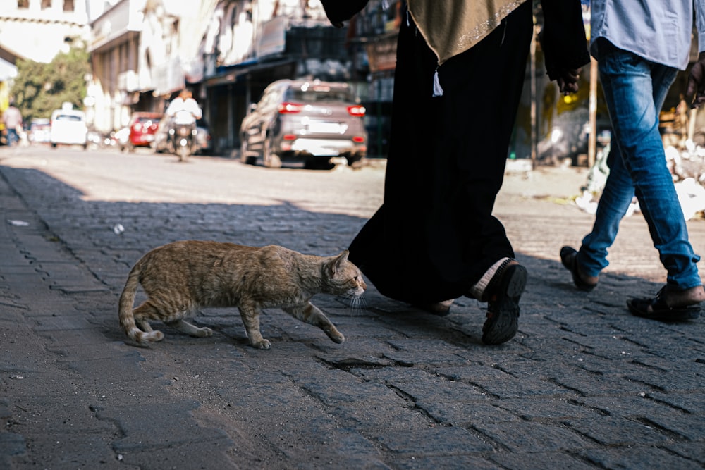 brown tabby cat on gray concrete floor