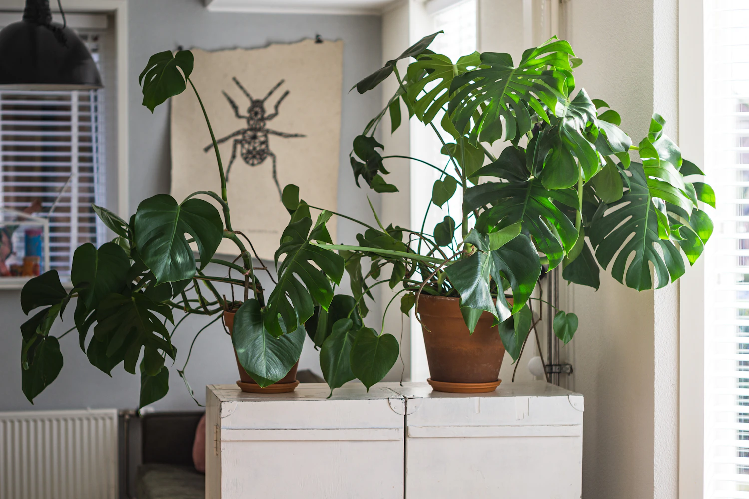 Monstera en maceta junto a una ventana luminosa