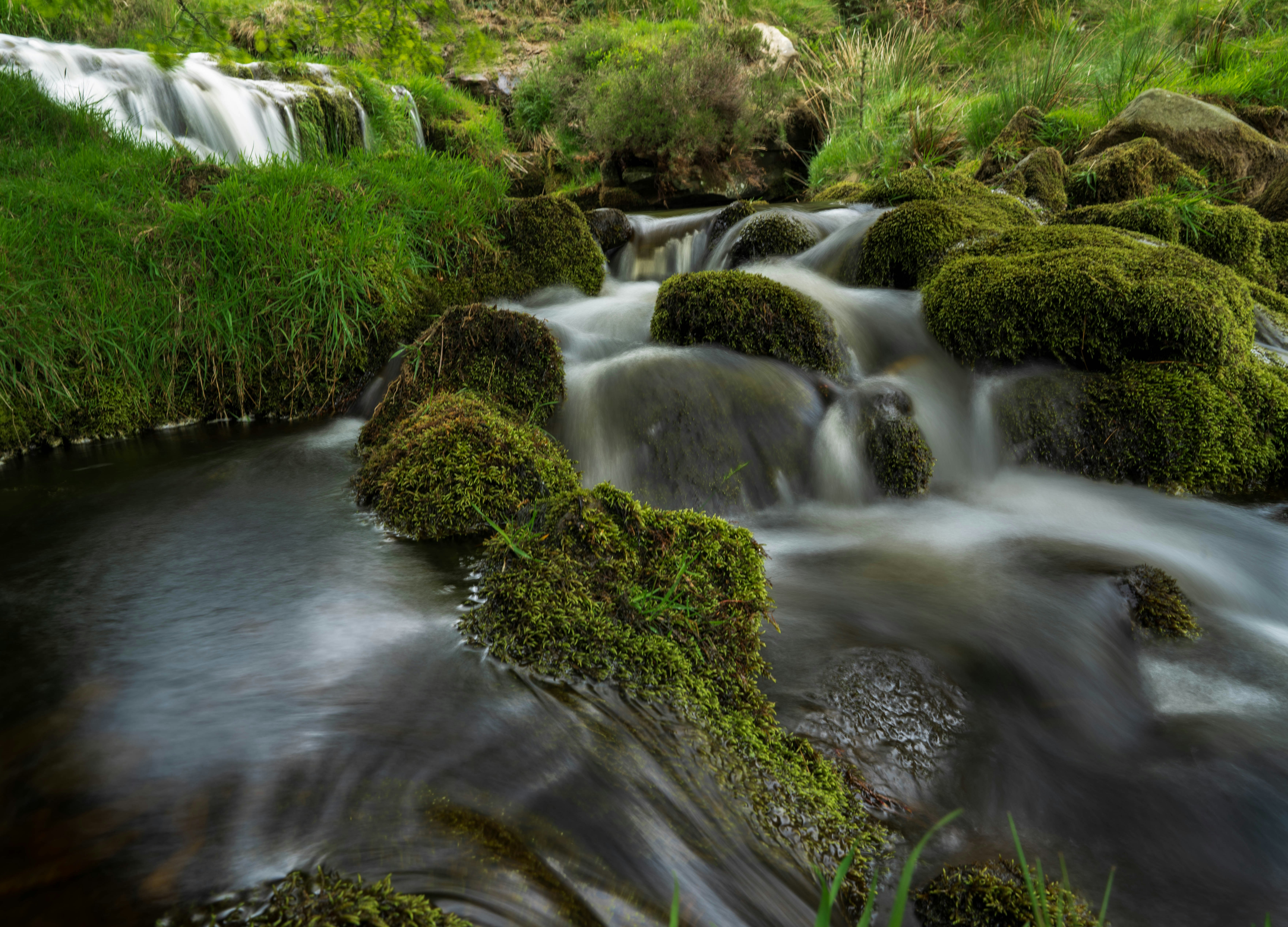 green moss on river during daytime