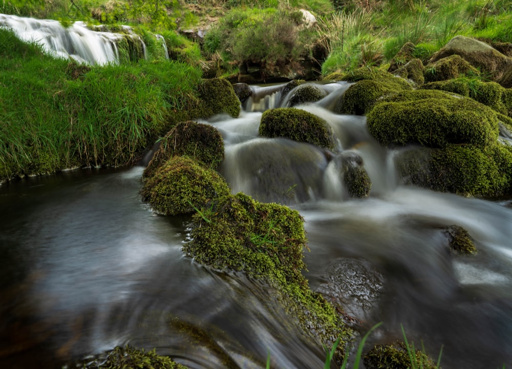 green moss on river during daytime