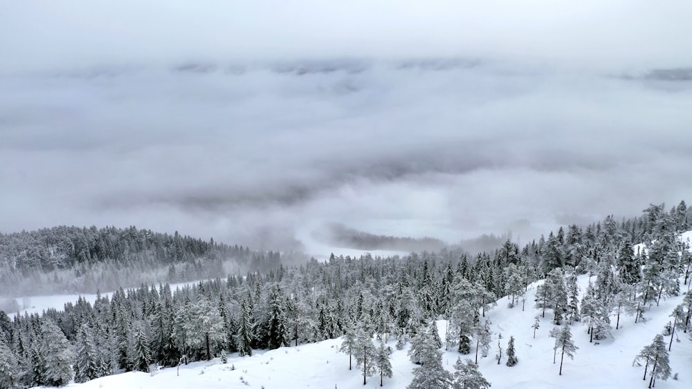 snow covered trees under cloudy sky