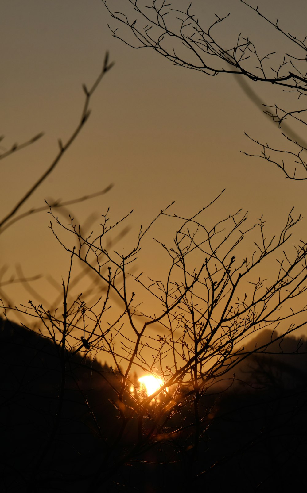 silhouette of bare tree during sunset