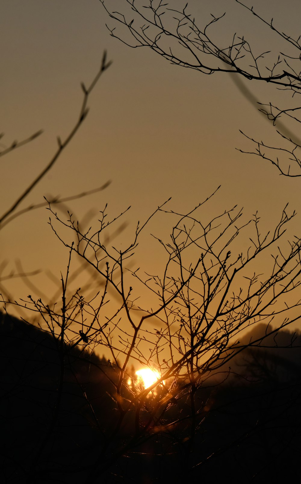 Silhouette eines kahlen Baumes bei Sonnenuntergang