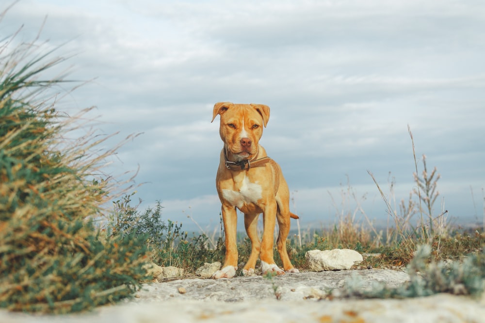 brown short coated dog on gray rocky ground during daytime