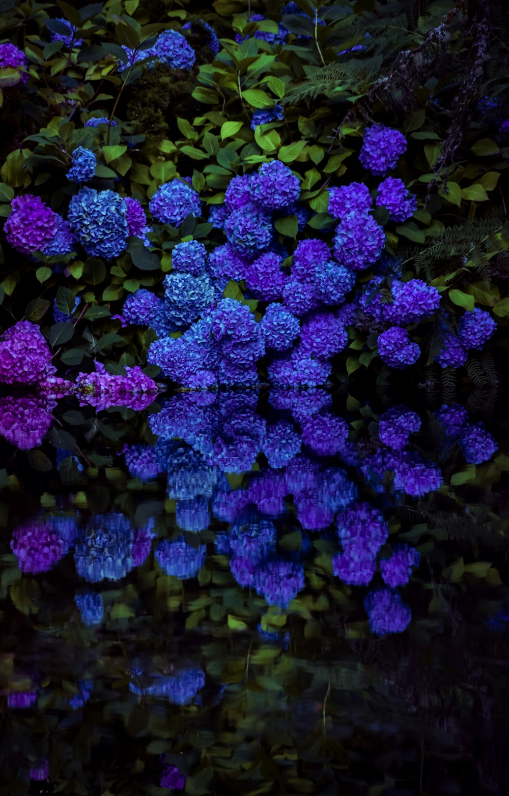 purple flowers with green leaves