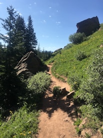 A peaceful trail winding through lush, sustainably managed farmland with wildflowers.