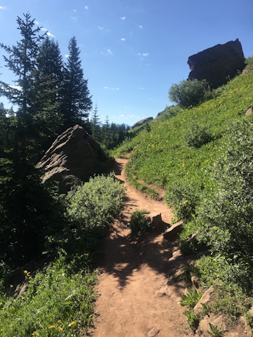 A peaceful trail winding through lush, sustainably managed farmland with wildflowers.