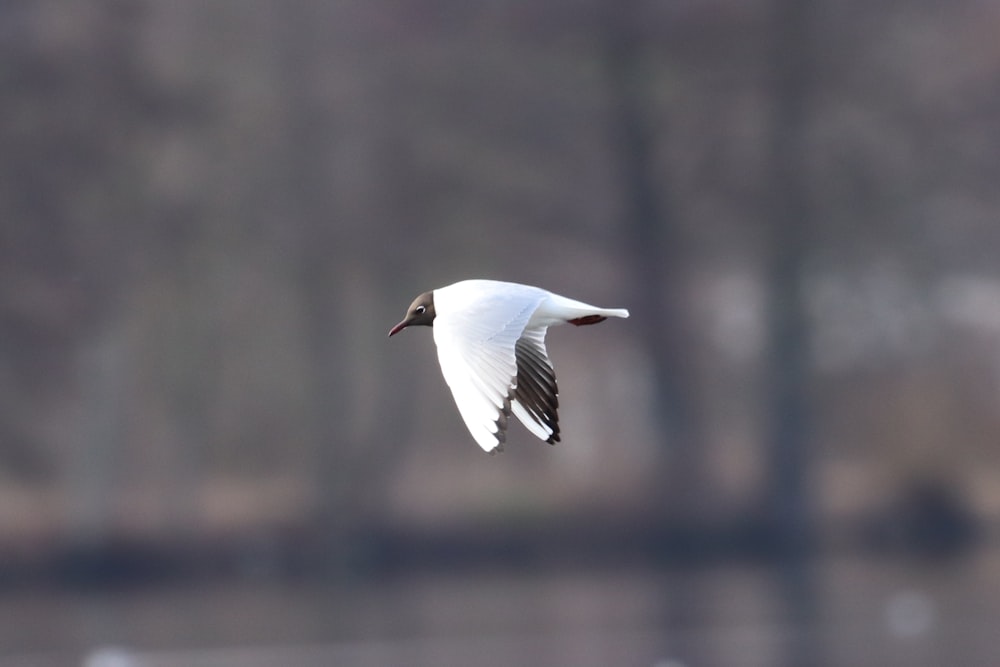 white and black bird flying