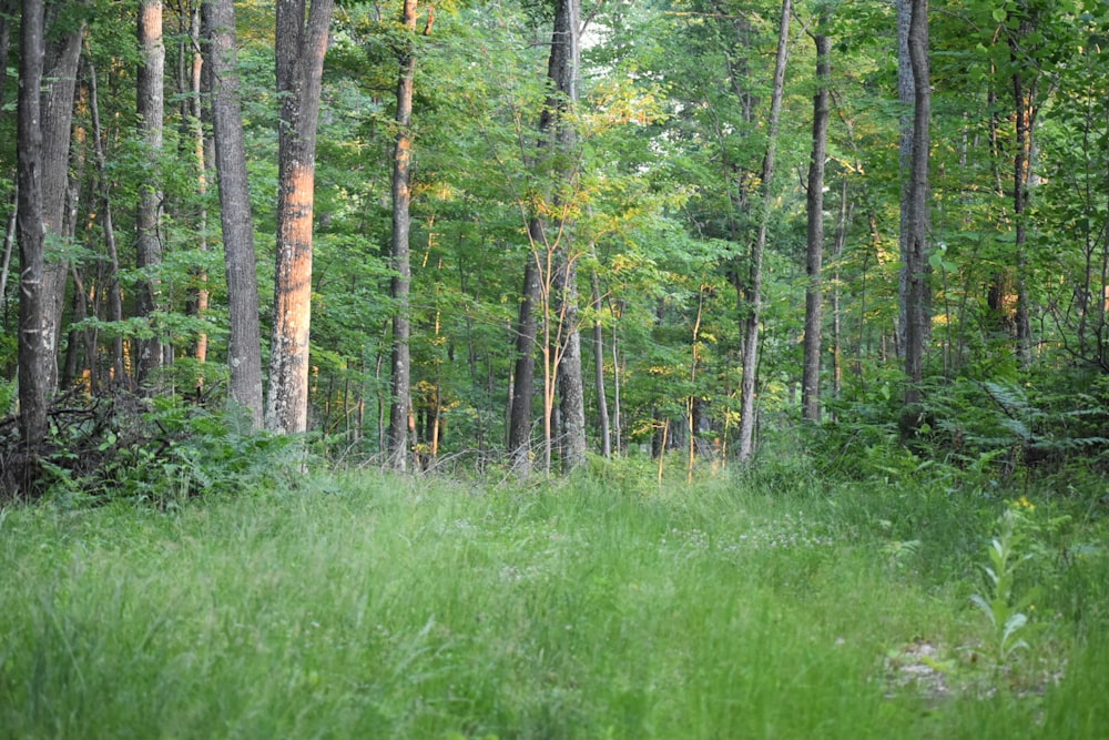 green grass field and trees during daytime