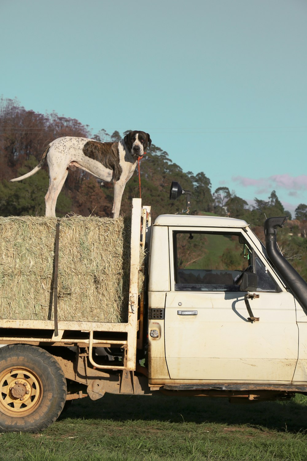 white and black short coated dog on brown truck during daytime