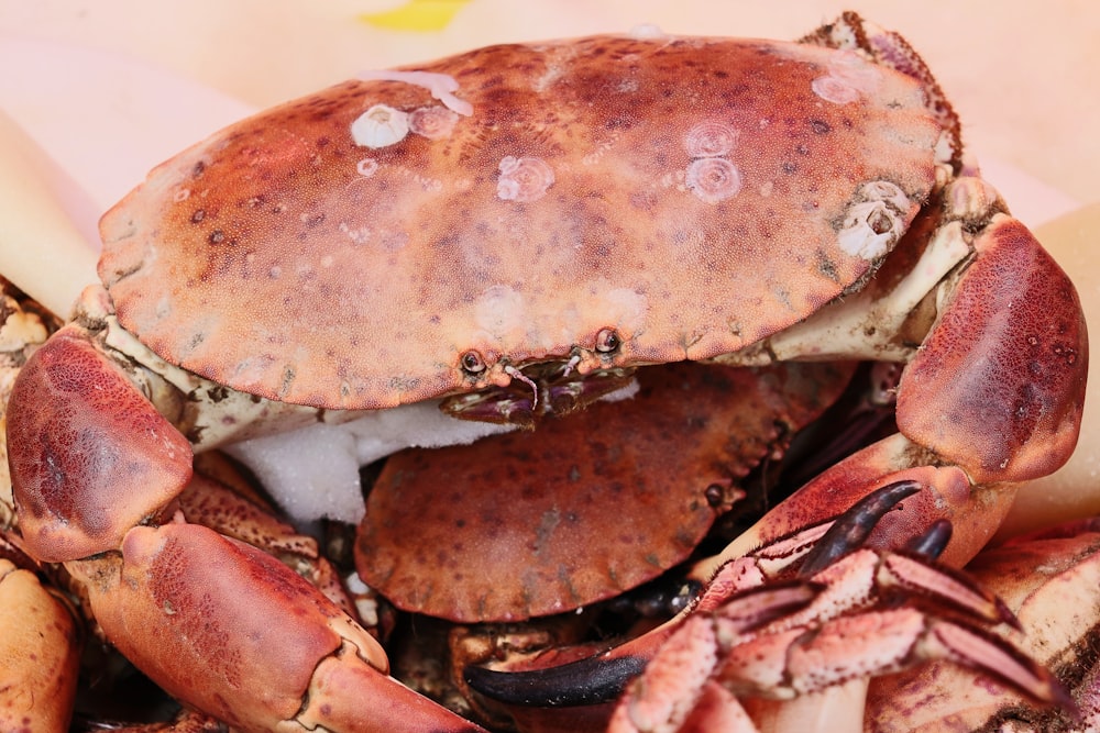 brown crab on black surface