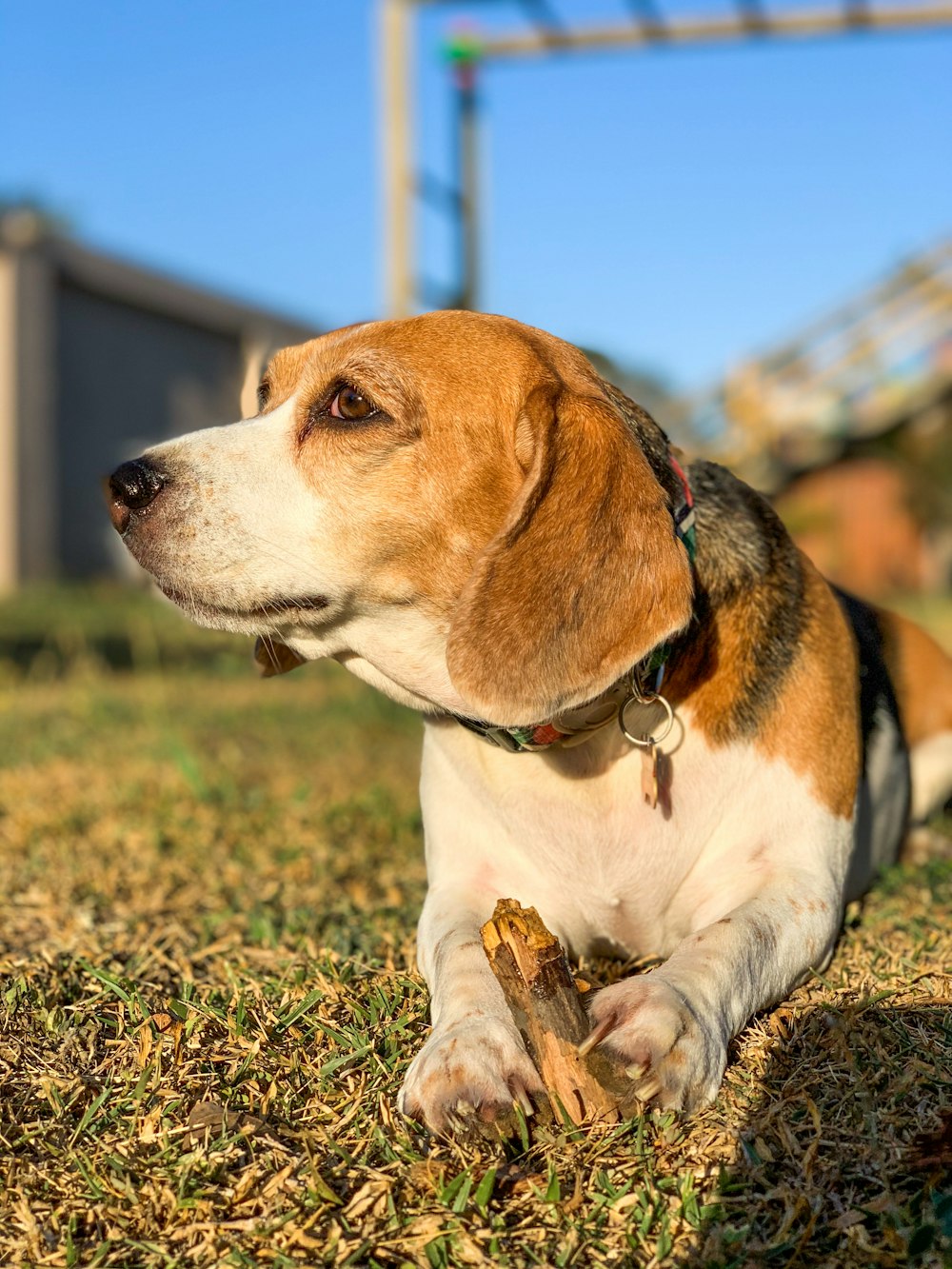 brown white and black beagle on green grass during daytime