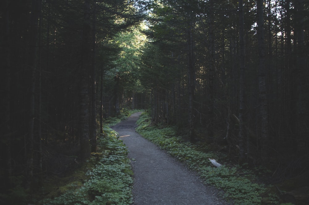 gray asphalt road between green trees during daytime