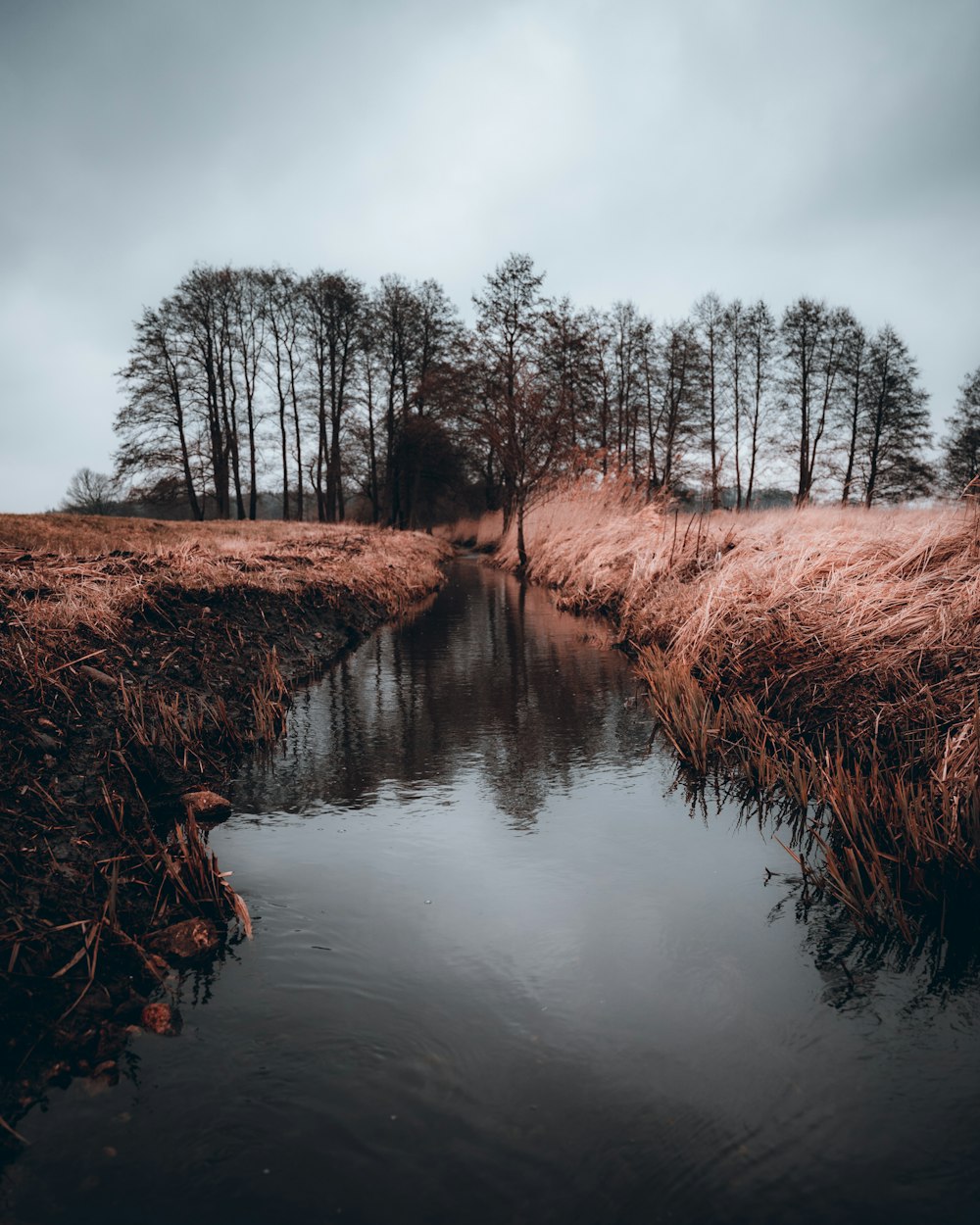 brown grass near river under cloudy sky during daytime