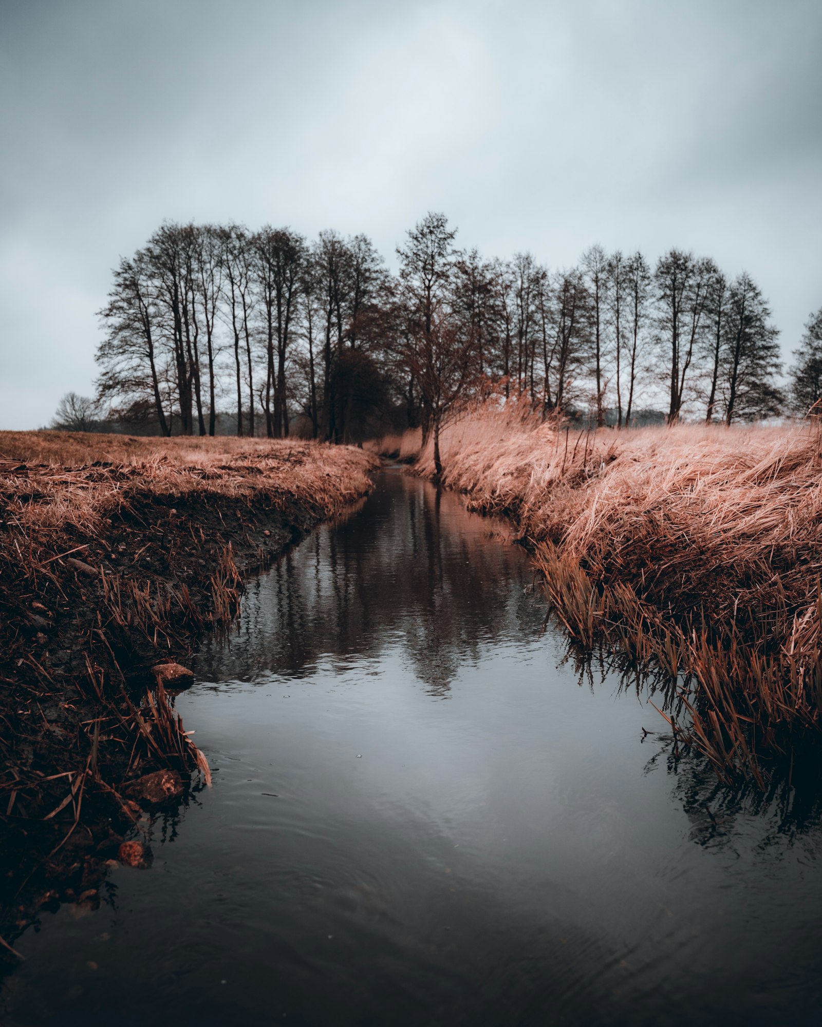 Sigma 24-70mm F2.8 DG DN Art sample photo. Brown grass near river photography