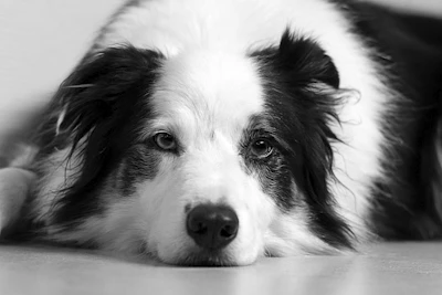 white and black border collie mix