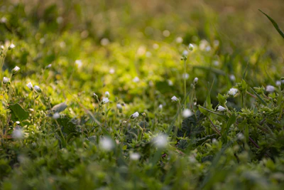 Close-up of a blooming wildflower meadow with gentle sunlight filtering through, evoking freshness and calm.