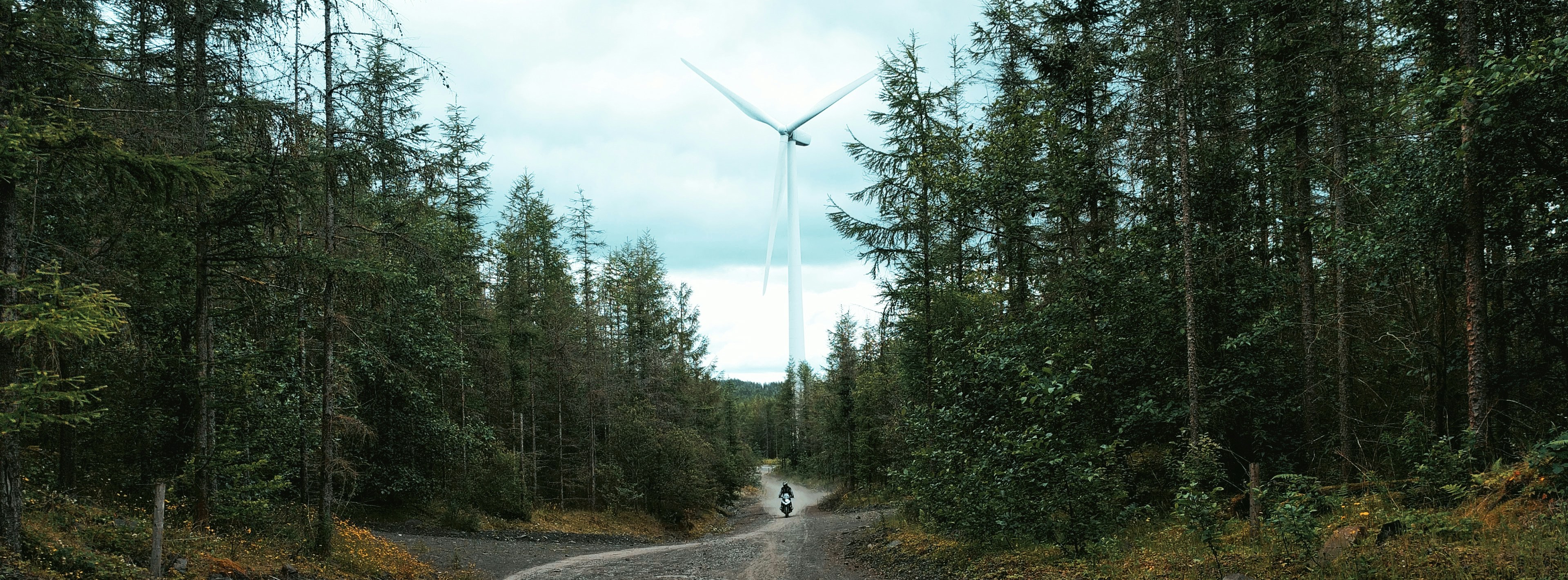 white and black dog on road between green trees under white sky during daytime