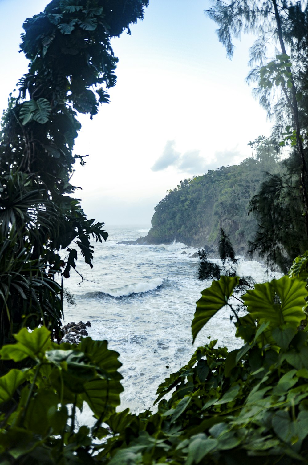 green trees on mountain beside body of water during daytime