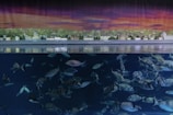 A large aquarium tank with numerous fish swimming in clear water, above which is a model cityscape featuring buildings, trees, and greenery against a dramatic, colorful sky.