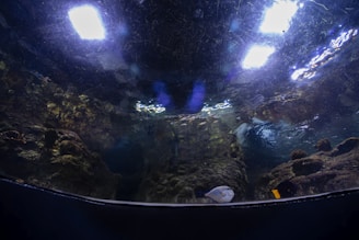 An underwater scene with a rocky seabed and illuminated patches from above, creating reflections on the water surface. There are small fish visible, one of which appears white with a dark patch near it.