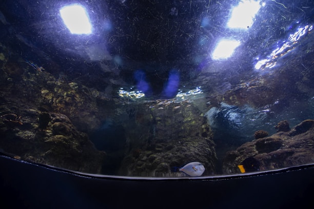 An underwater scene with a rocky seabed and illuminated patches from above, creating reflections on the water surface. There are small fish visible, one of which appears white with a dark patch near it.