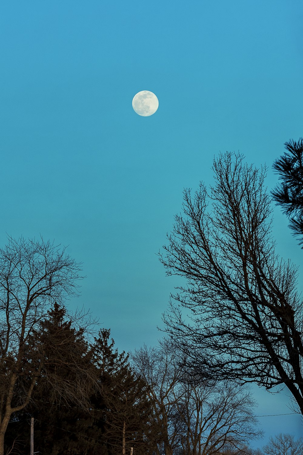 full moon over bare trees
