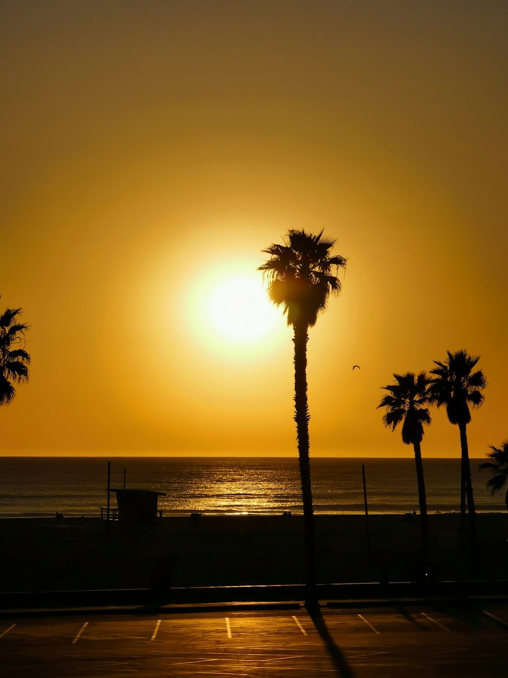 palm tree near body of water during sunset