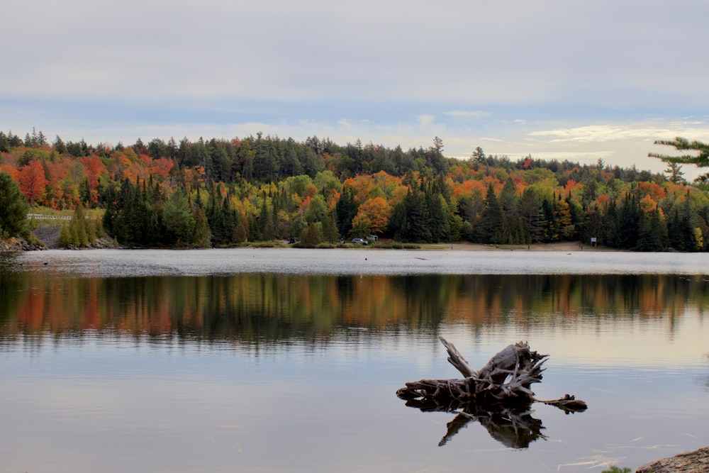 brown duck on lake during daytime