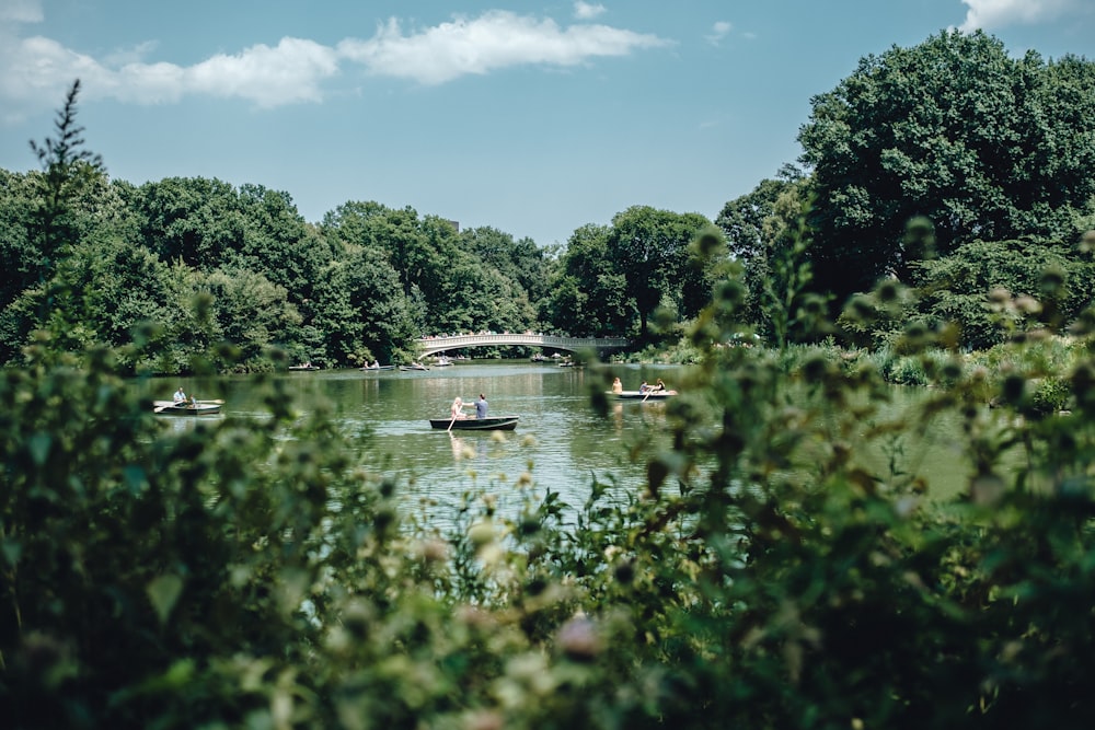 green trees beside river under blue sky during daytime