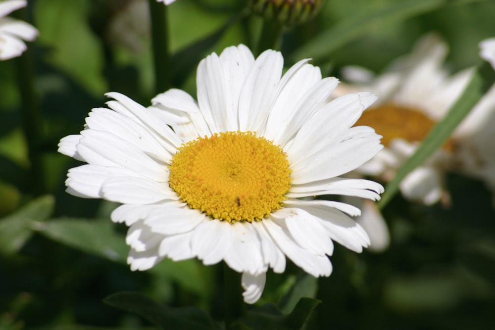 white daisy in bloom during daytime