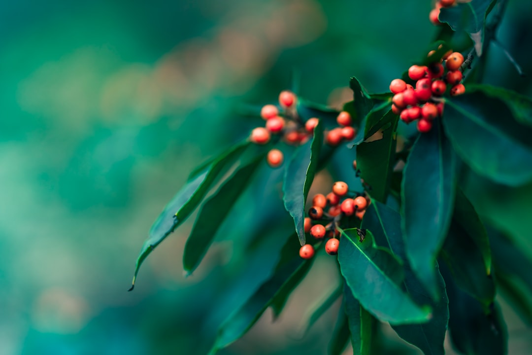 red round fruits on green leaves